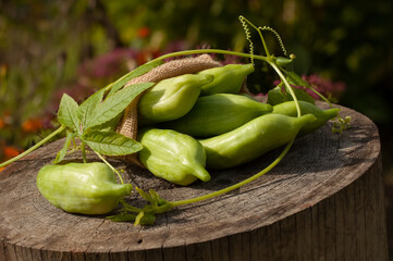 Achocha, Cyclanthera pedata on wooden log. Blurry flower background.