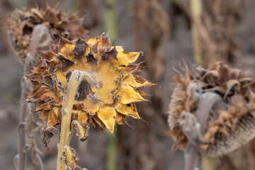 Agricultural field of dry ripe sunflower.Sunflower seeds.Harvest sunflower season.