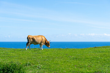 vaca pastando hierba frente al mar 
