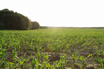 Beautiful agricultural field with green corn plants on sunny day
