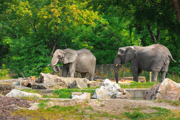 Naklejka premium Beautiful elephants in zoo on sunny day