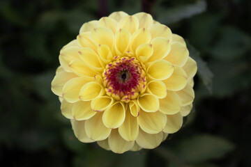 yellow dahlia flower