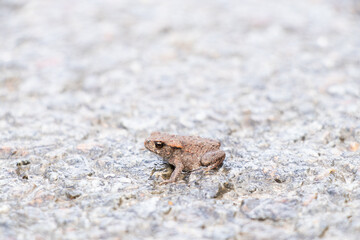 One small toad sits on wet asphalt on the road