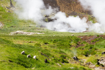 a few sheeps in the middle of hot springs in the valley of  reykjadalur, Iceland