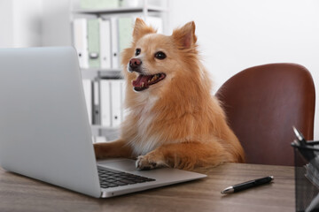 Fototapeta na wymiar Cute Pomeranian spitz dog at table in office