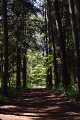 path in the forest