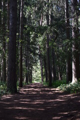 path in the forest
