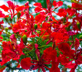 Obraz premium Royal Poinciana flower in garden.