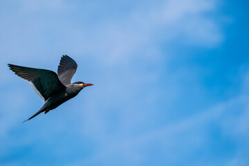 bird (Inca tern) in flight