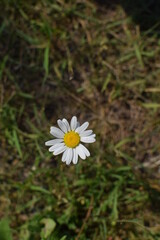 daisy flower