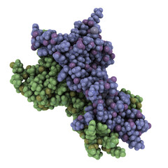 Nerve growth factor (NGF) protein molecule, chemical structure.