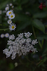 flowers in the garden