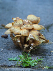 Pilze in einer Fuge von Wegplatten