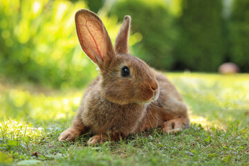 Cute fluffy rabbit on green grass outdoors