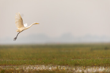 Fototapeta premium Great egret (Ardea alba) in India