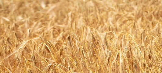 Raw bacon on wooden cutting board on brown background.