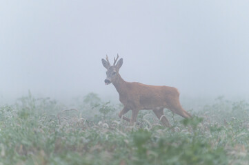 The behavior of the roe deer with interesting poses