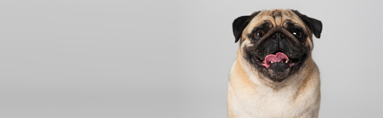 purebred pug dog looking at camera and sticking out tongue isolated on grey, banner.