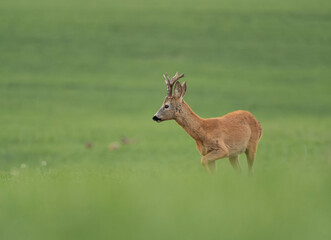 The behavior of the roe deer with interesting poses