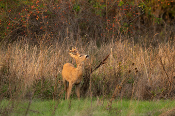 The behavior of the roe deer with interesting poses