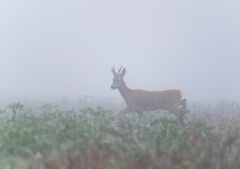 The behavior of the roe deer with interesting poses