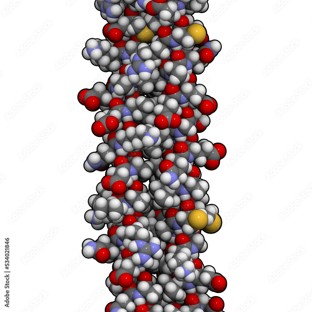 Wall mural Keratin intermediate filaments, chemical structure.