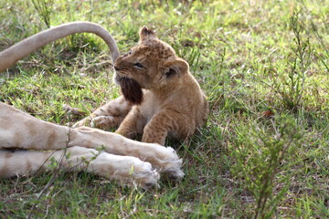 Tiny lion cub playing with his mother's tail