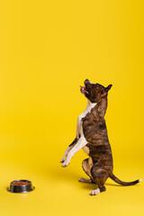purebred staffordshire bull terrier standing up near bowl with pet food on yellow.