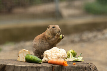 cute prairie dog curious watching