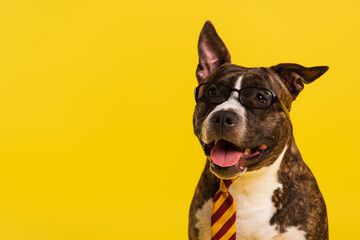 purebred staffordshire bull terrier in stylish eyeglasses and tie isolated on yellow.