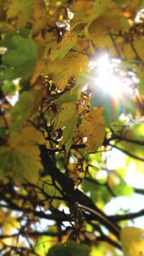 Sun light through sycamore autumn leaves