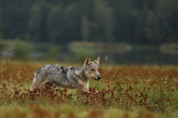 Wolf cub running in blossom grass .Wolf from Finland. Gray wolf, Canis lupus, in the summer meadow. Wolf in the nature habitat.