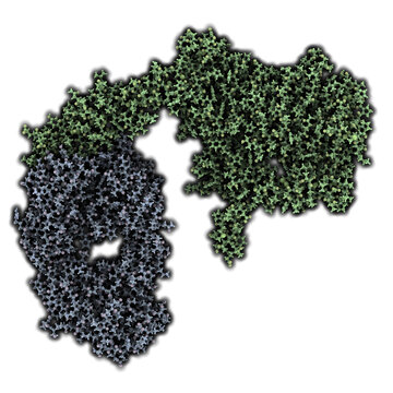 Human Epidermal Growth Factor Receptor 2 (Her2, Neu, CD340) With Trastuzumab Bound.