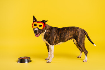 purebred staffordshire bull terrier in superhero mask standing near bowl with pet food on yellow.