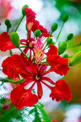 Royal Poinciana flower in garden.