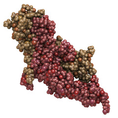 Human Chorionic Gonadotropin (hCG) glycoprotein hormone, chemical structure. Used in fertility treatments and in vitro fertilization. Detected in pregnancy tests.