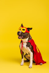 purebred staffordshire bull terrier in halloween superhero cloak and mask sitting on yellow.