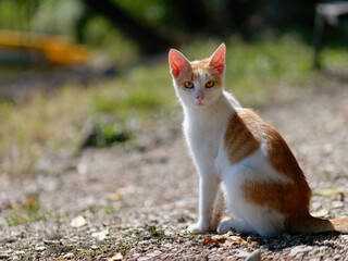 Adorable young domestic orange-white short-haired cat sittng outdoors on a sunny day	