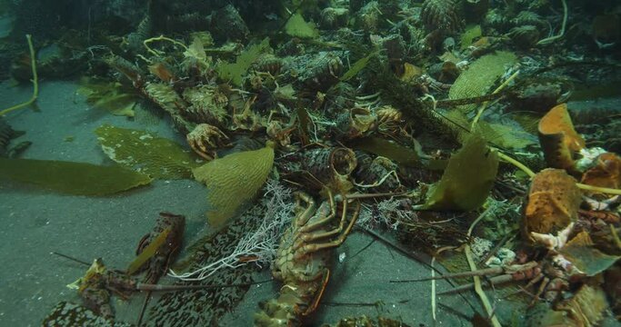 Large number of Pacific lobster molts on seabed.