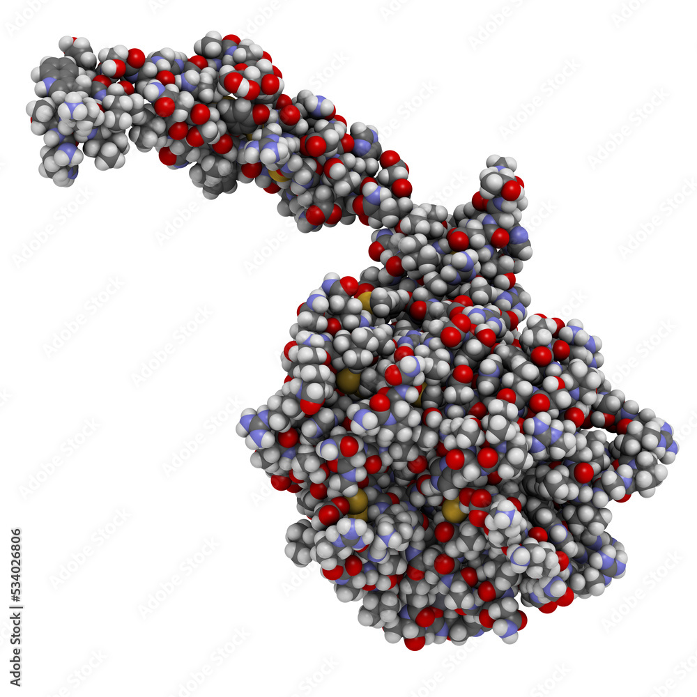 Sticker Activated coagulation factor VII (FVIIa), chemical structure. Plays role in blood clotting (coagulation). Recombinant protein used in hemophilia treatment.