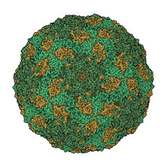 Foot-and-mouth disease virus (capsid). This FMDV virus is the causative agent of foot-and-mouth disease