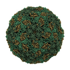 Foot-and-mouth disease virus (capsid). This FMDV virus is the causative agent of foot-and-mouth disease