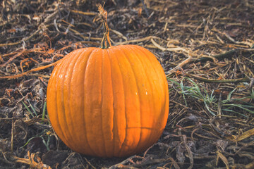 courge  ou citrouille d'Halloween appelée Jack o lantern