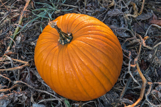 courge  ou citrouille d'Halloween appel&eacute;e Jack o lantern