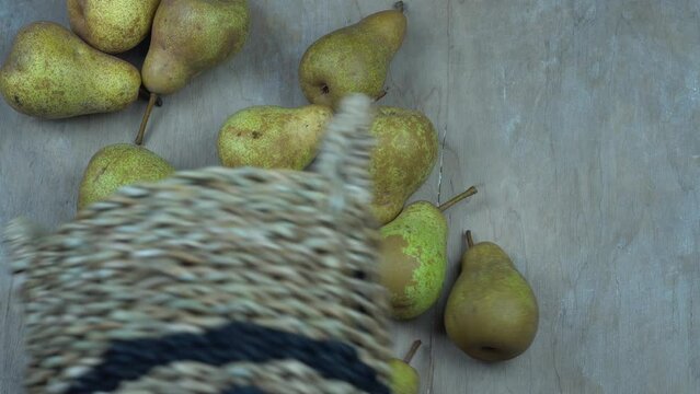Empty the harvest of pear fruits from the basket. Pears on a wooden background. Fruit harvest. Autumn still life. Pear variety Bera Conference.