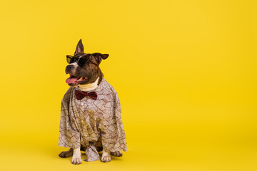 purebred staffordshire bull terrier in cape with bow tie and stylish sunglasses sitting on yellow.