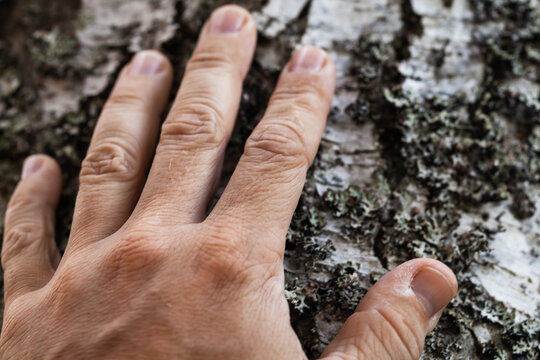 Male palm touching old birch bark, close up photo