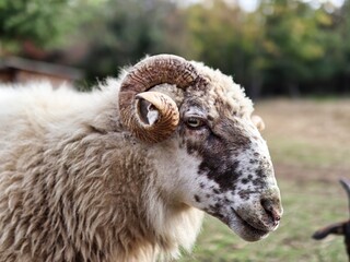 close up of a sheep