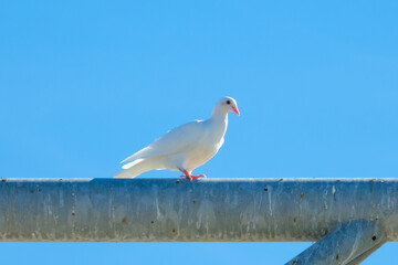 White dove with pink beak sits on a dirty metal surface, against a blue sky on a sunny day
