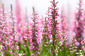 Close-up of a purple heather.